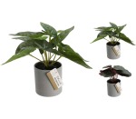 Plant In Cylindrical Pot - 3ASS