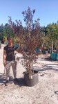Lagerstroemia Black Diamond ‘best Red’ 70LT