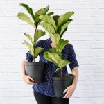 Fiddle Leaf Fig - Large - 30CM Nursery Pot 1 Stem - 1.6 Meters Tall
