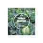 Cabbage Drum Head - Bulk Deals 5GR +- 150 Seeds