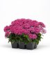 Pentas Lucky Star F1 Violet Seed - 10 Pelleted Seed