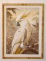 Parrot White Rattan Frame 3X80X60CM