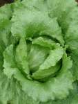 Lettuce Crisp Great Lakes Seed - 20 G Raw Seed