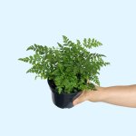 Leather Leaf Fern - 14CM Nursery Pot