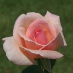 Rose Celeste Climbing Rose 5LT