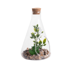 Plant In Glass With Cork - 4 Ass