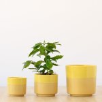 Pastille Planter - Lemon - 13CM