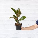 Rubber Tree Robusta - Medium - In 17CM Nursery Pot Multi Stem