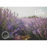 Disposable Placemats - Lavender Field Stamp