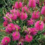 Callistemon Hot Pink 60LT Bottlebrush
