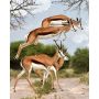Artikon Paint By Numbers Diy 40CMX50CM Frame - South Africa Springboks