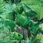 Colocasia Esculenta ‘coffee Cups’ 10LT
