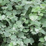 Helichrysum Petiolare Broadleaf 6 Pack