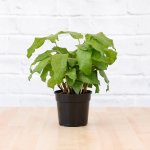 Network Calathea - 14CM Nursery Pot