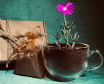 Diy Worm Tea Kit Small