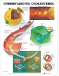 Understanding Cholesterol Anatomical Chart 9882