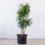 Dragon Tree - Americana - In 40CM Nursery Pot