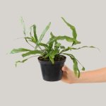 Kangaroo Fern - 12 13CM Nursery Pot