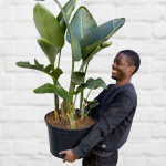 Wild Banana - Extra Large - 35CM Nursery Pot 1.6 Meter Tall