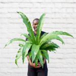 Birds Nest Fern - Extra Large - 30CM Nursery Pot
