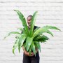 Birds Nest Fern - Extra Large - 30CM Nursery Pot