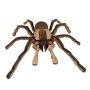 - 3D Wooden Model Insects Chilean Rose Tarantula Spider