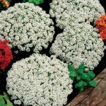 Alyssum ‘clear Crystal’ White 6 Pack Tray