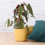 Polka Dot Begonia - Large - In A Mustard Yellow Migo Planter A Grade