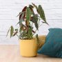 Polka Dot Begonia - Large - In A Mustard Yellow Migo Planter A Grade
