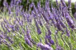 Lavandula X Intermedia – “grosso” 20CM Pot