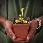 Venus Fly Trap 'pans Goddess' - 2 Year Old Plant. 7.5CM Plastic Container.