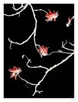Coral Tree Art Print - A1