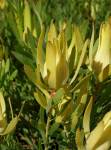 Leucadendron Yellow Devil 15CM Pot