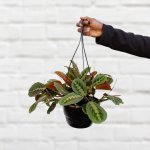 Prayer Plant - Large - 20CM Hanging Nursery Basket