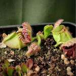 Cephalotus Albany Pitcher Plant - 'standard' Cephalotus In 9CM Plastic Container