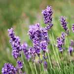 Lavender Margaret Roberts 20CM Pot