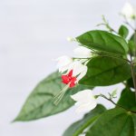 Bleeding Heart Vine - In Liquorice Mia Melange Hanger
