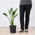 Bird Of Paradise - Strelitzia Reginae - 20CM Nursery Pot