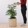 Natal Mahogany - Large - In 35CM Sinan Basket