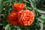 Apricot Midinette Rose 5LT