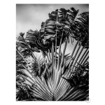 Tropical Dancer Art Print - A4