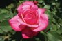 Stephanie De Monaco Hybrid Tea Rose 5LT
