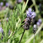 Lavender French Green Leaf 4LT