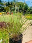 Eragrostis Curvula 4LT