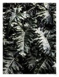 Delicious Monster Art Print - A3