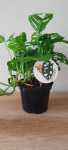 Click & Plant Online Nursery