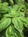 Basil Everleaf Genovese Seed - 1000 Raw Seed
