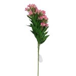 Wisteria Plant 90CM - Fushia