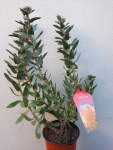 Ayoba Pink Leucospermum Pincushion 15CM Pot