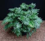 Philodendron Xanadu Seedlings - 3 Plug Plants